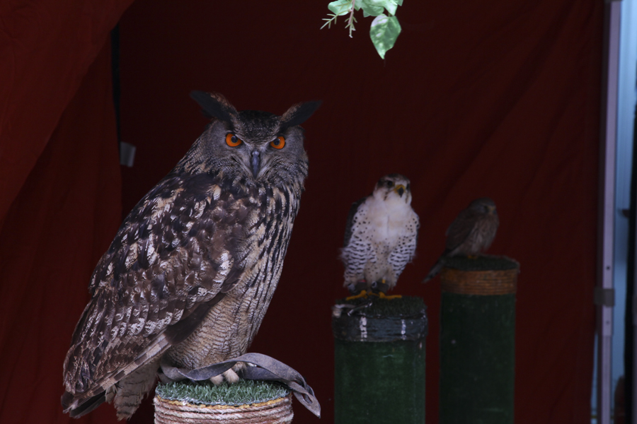 5P. Animales Pilar Lopez web